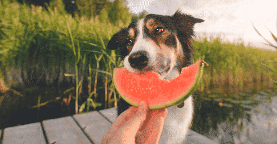 goiaba para cães filhotes