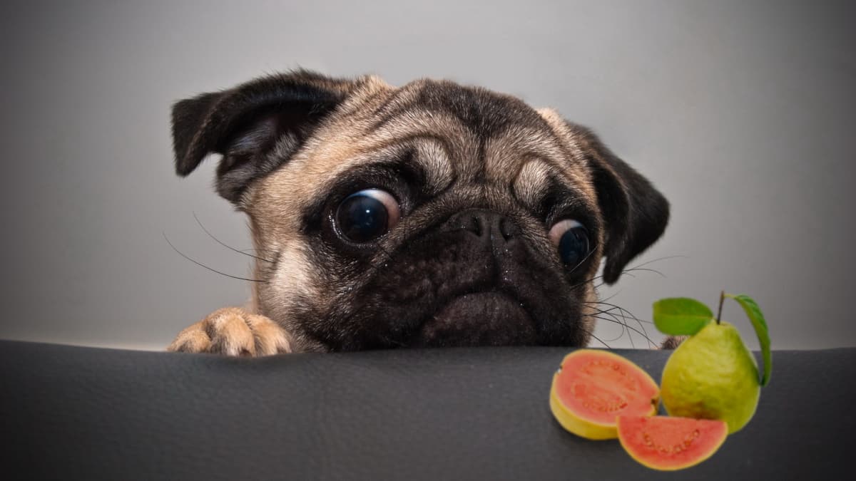 goiaba para cães filhotes