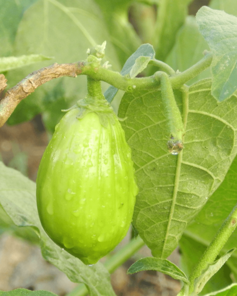 A importância da vitamina A na dieta do seu cão