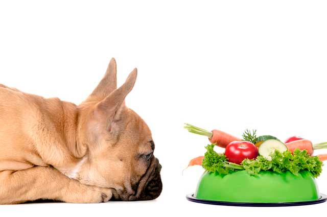 cachorro pode comer jiló