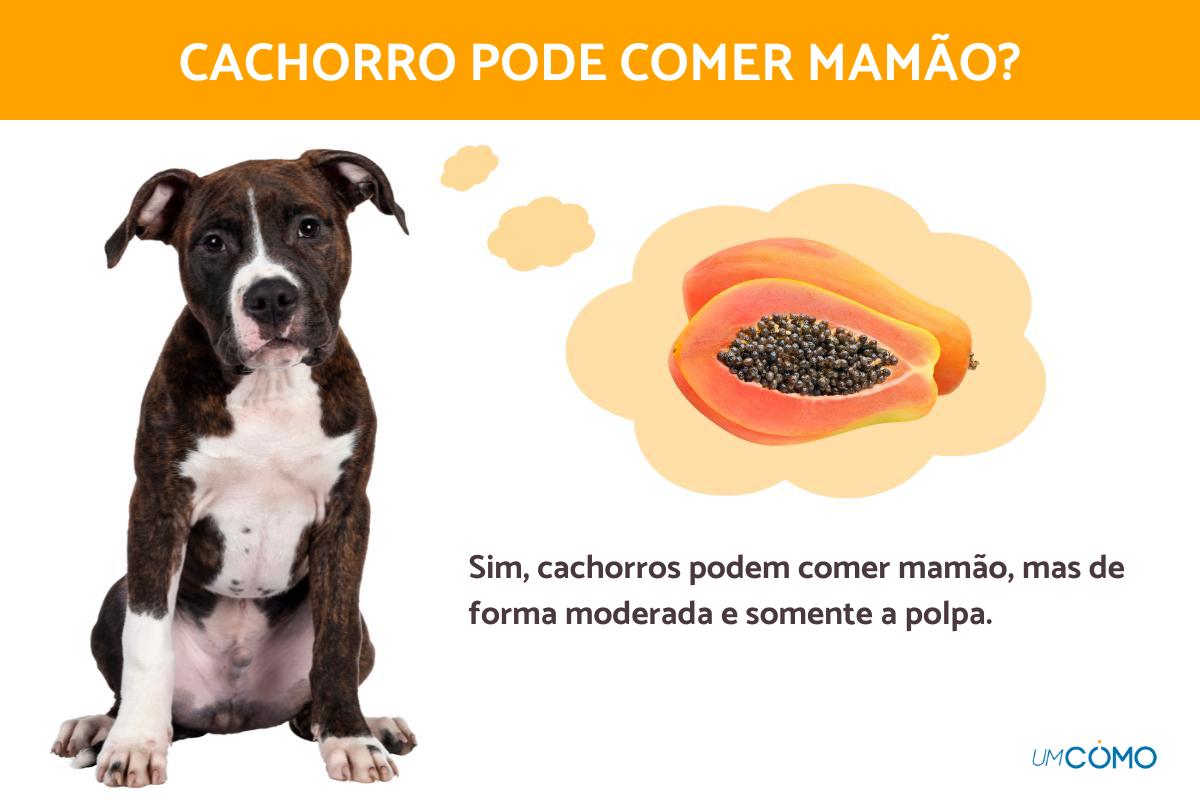 cachorro pode comer mamão