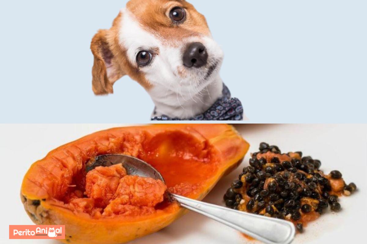 Outras frutas seguras para seu cachorro: Um guia completo