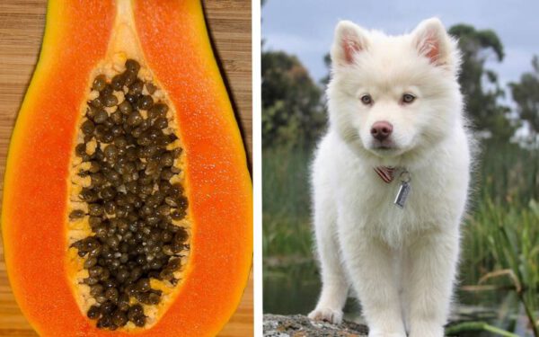 Alimentação natural para cães: Mitos e verdades