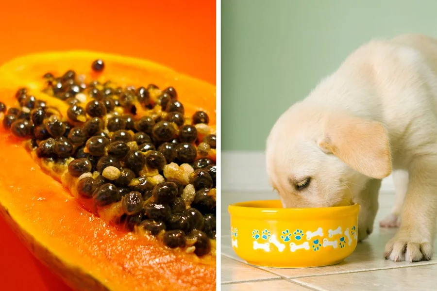 Sinais de problemas digestivos em cães e como agir