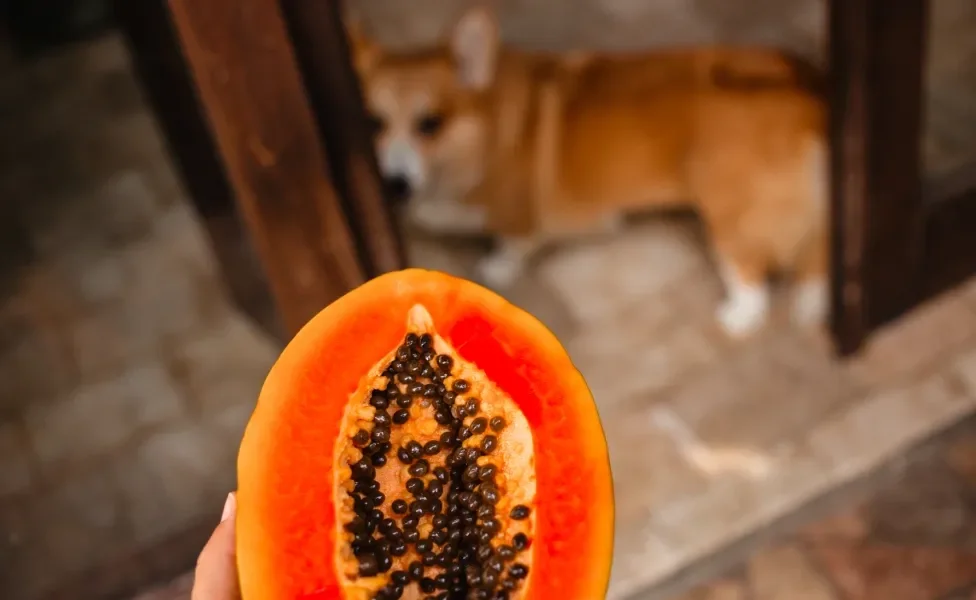 Outras frutas seguras para seu cachorro: Um guia completo