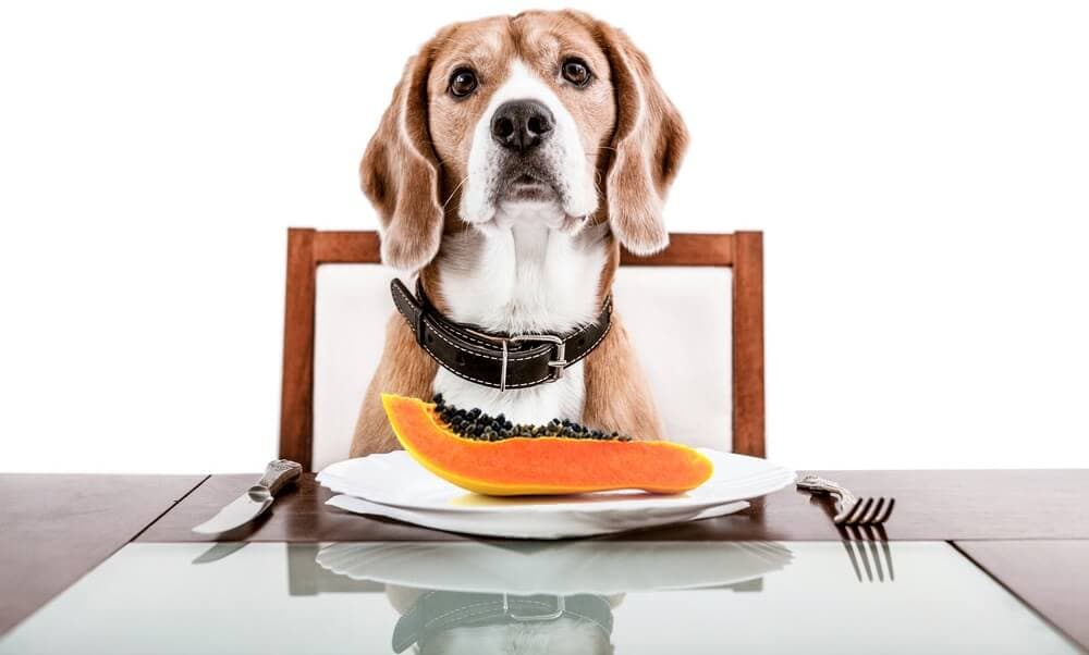 Sinais de problemas digestivos em cães e como agir