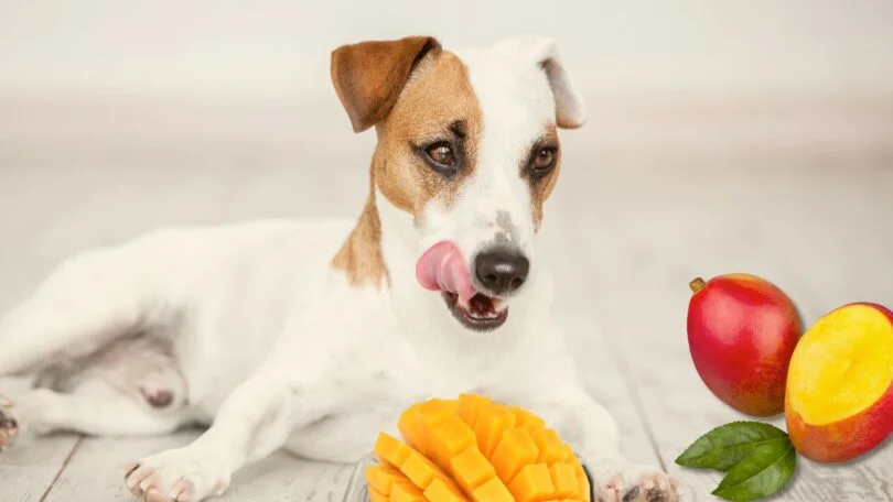 O que fazer se seu cachorro comer caroço de manga?