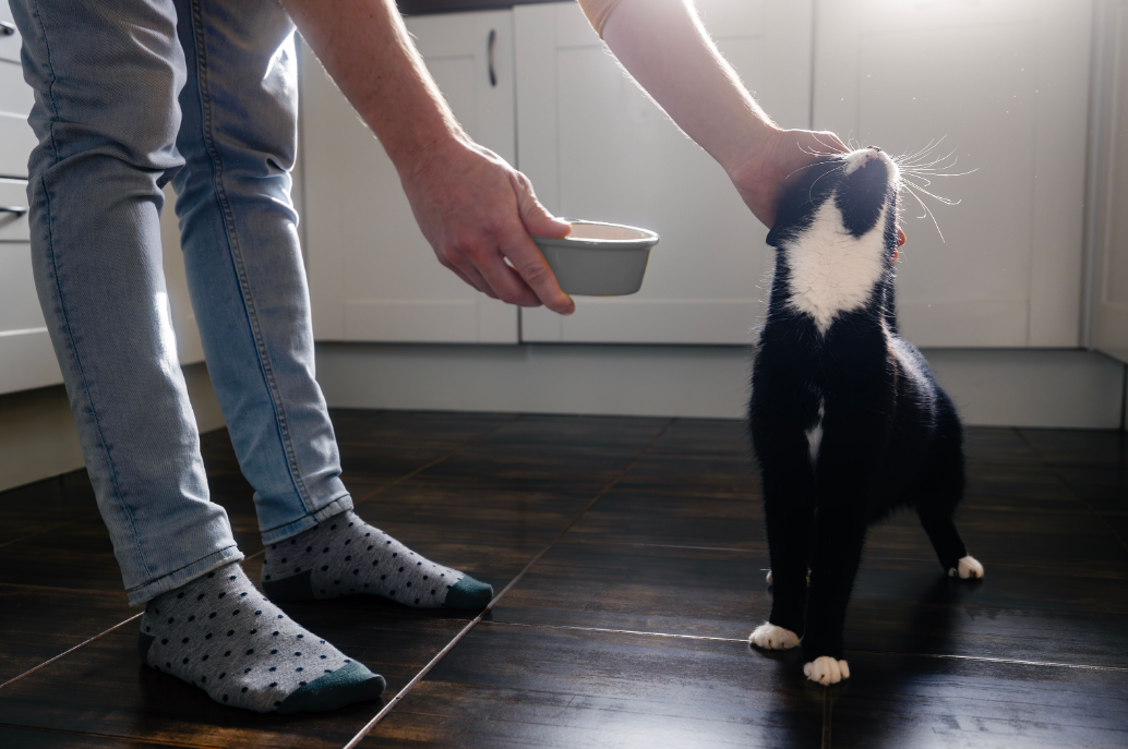 Mel orgânico vs. industrial: Qual o melhor para a saúde do seu pet?