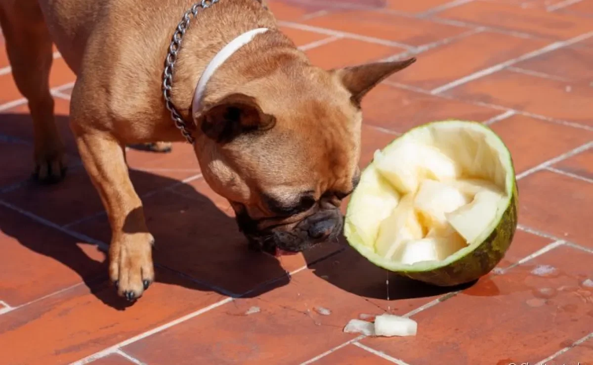 Quais alimentos são proibidos para filhotes (além do mel)?