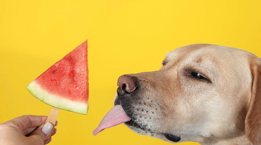 cachorro pode comer melancia