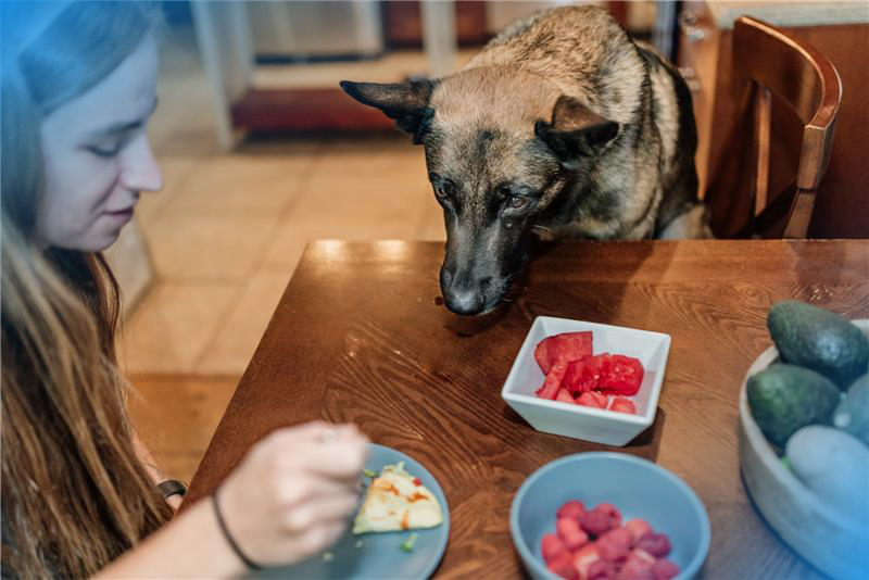 melancia para cachorro benefícios e riscos