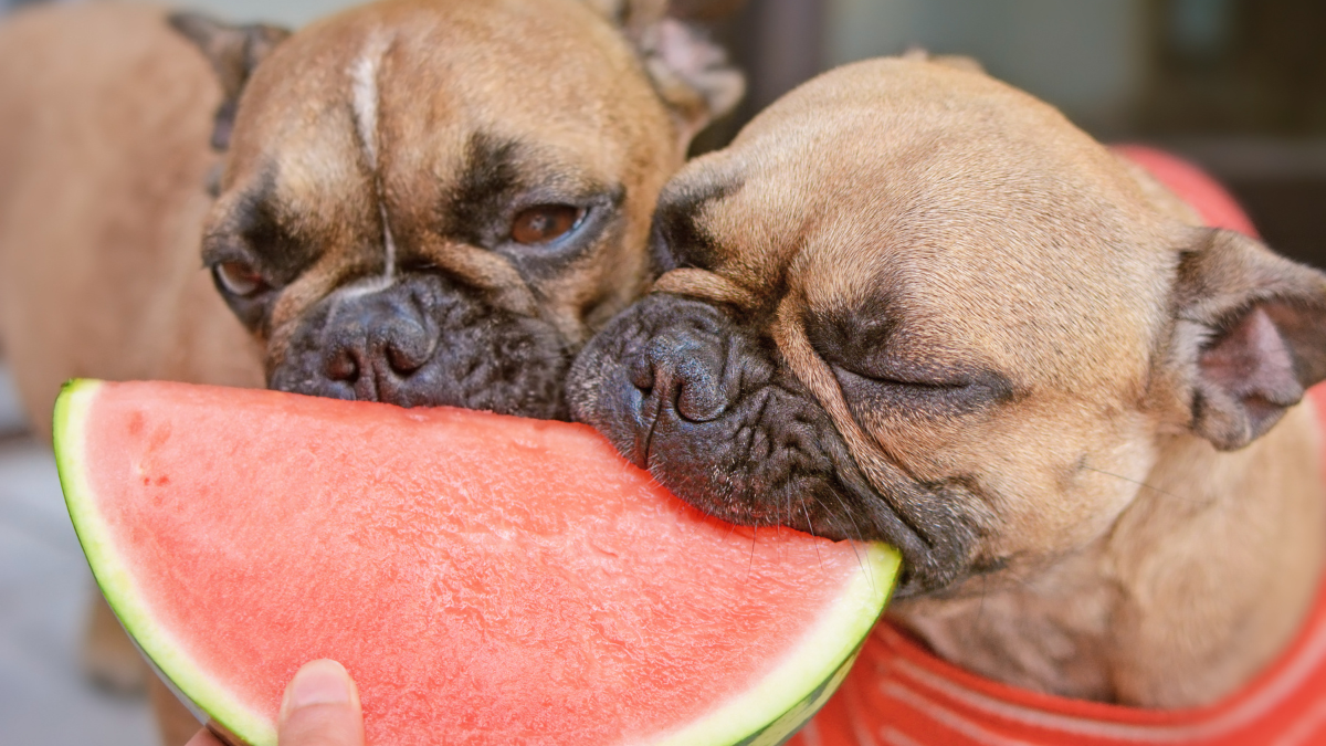 cachorro pode comer melancia