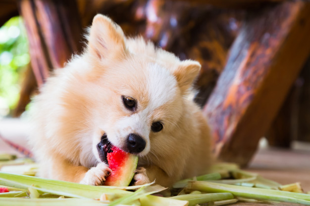 frutas seguras para cães