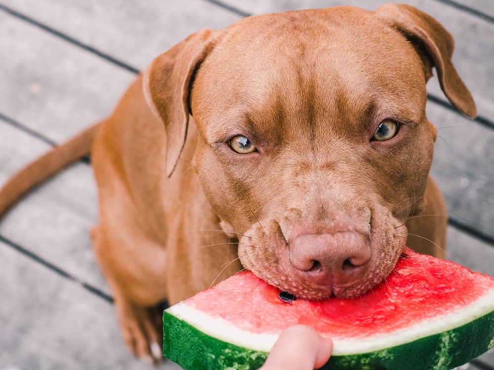 cachorro pode comer melancia