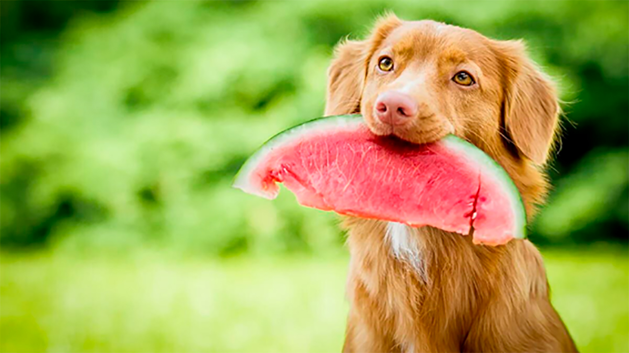 frutas seguras para cães