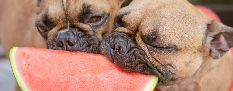 o que dar de comer para cachorro no calor