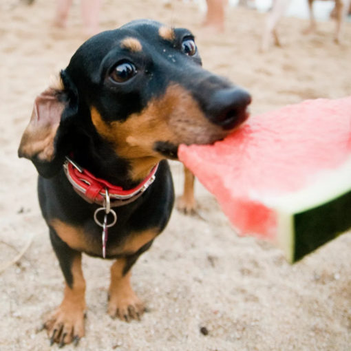 o que dar de comer para cachorro no calor