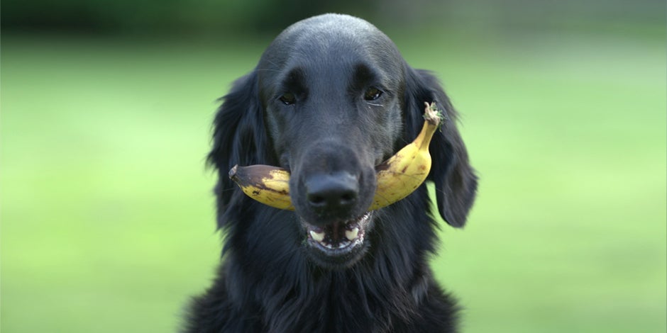 alimentos naturais para pets