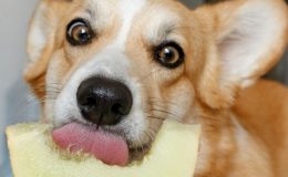 cachorro pode comer melão