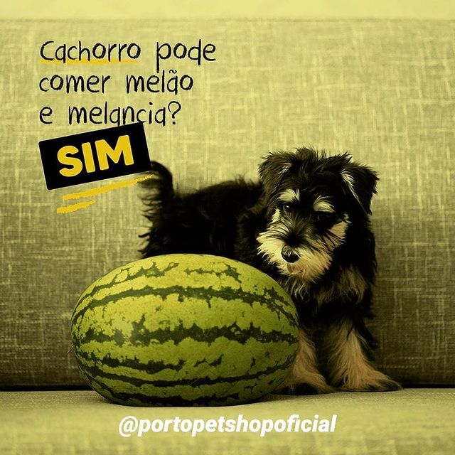 o que dar de comer para cachorro no calor