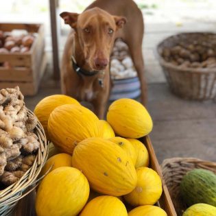 alimentos naturais para pets