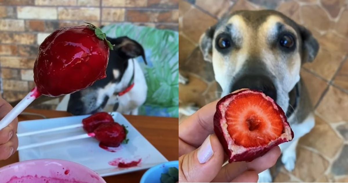 Morango para cães: Guia completo de benefícios e riscos