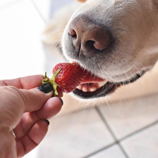Como preparar petiscos naturais para seu cachorro