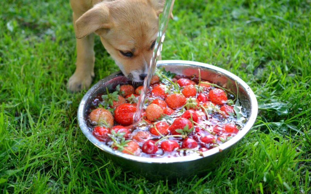Alimentos tóxicos para cães: O que evitar na dieta do seu pet