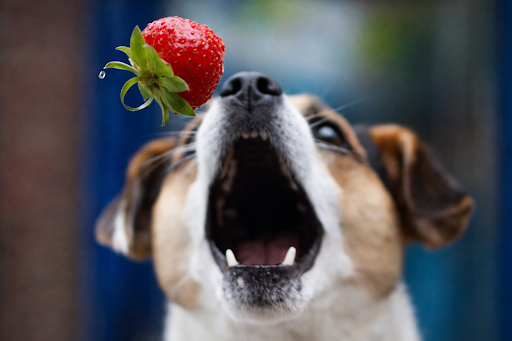 Morango para cães: Guia completo de benefícios e riscos