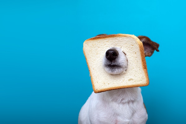 Alimentos Proibidos para Cachorros: Guia Completo de Ingredientes Tóxicos
