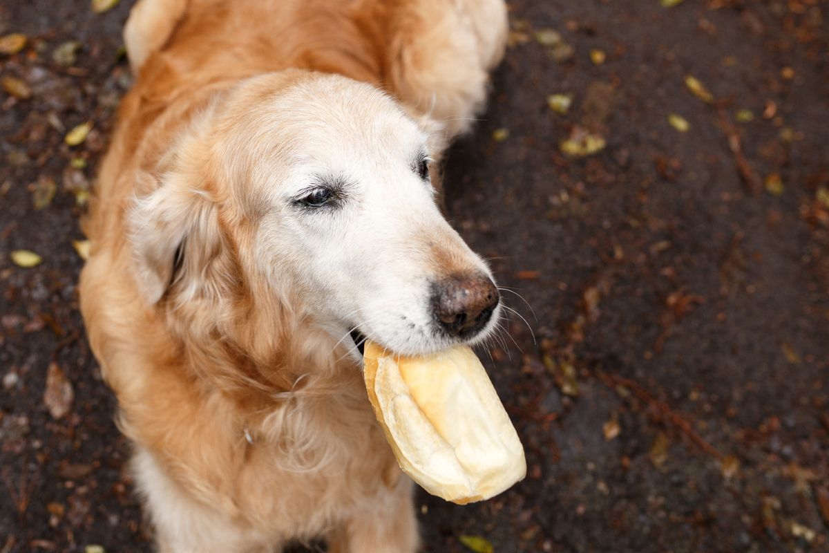 Petiscos Saudáveis para Cães: Alternativas ao Pão e Outros Alimentos