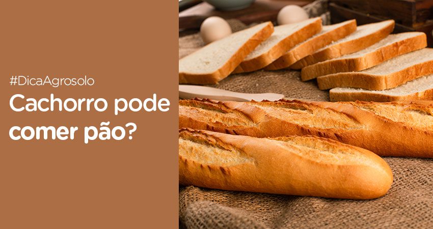 cachorro pode comer pão