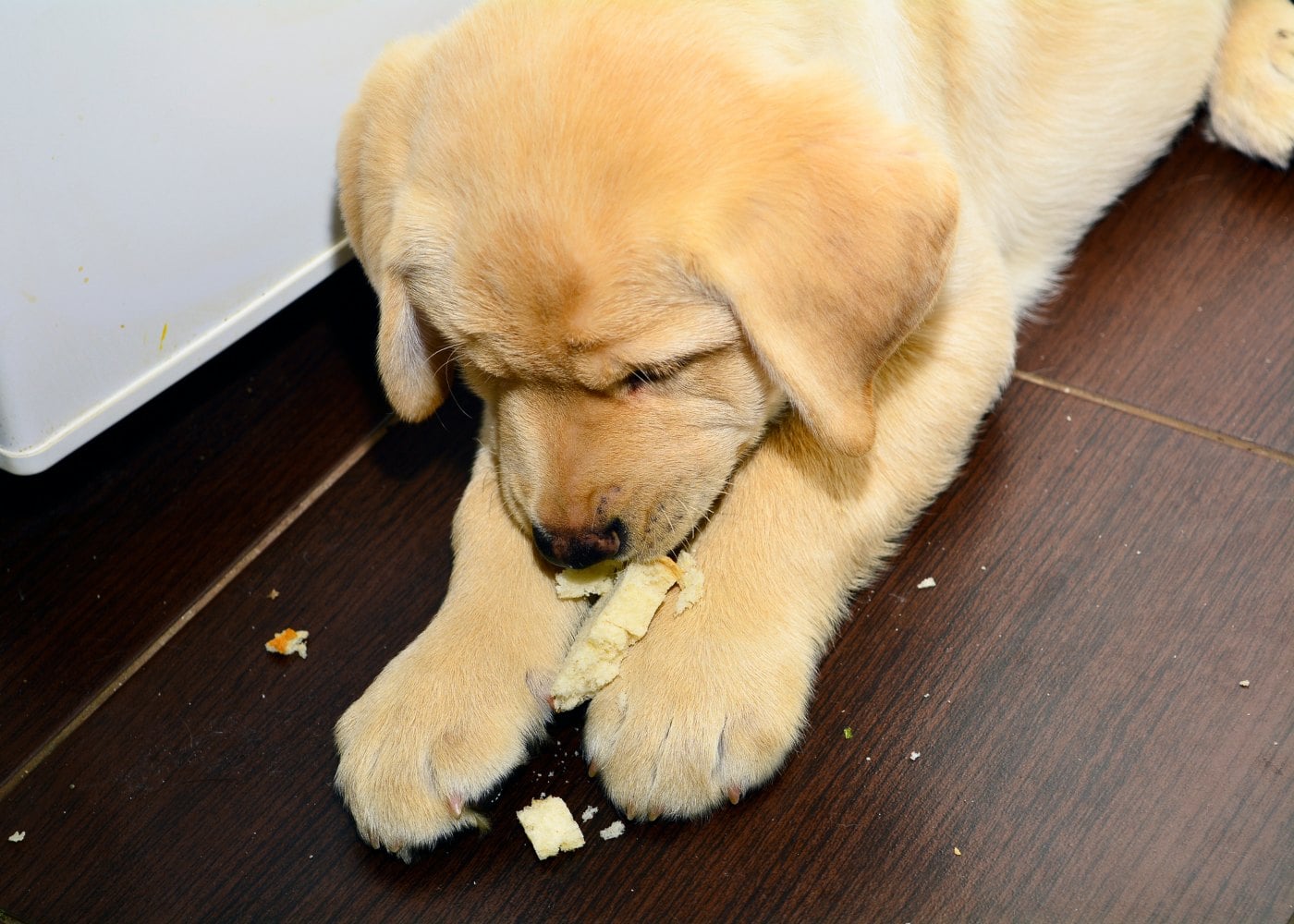 Alimentos Proibidos para Cachorros: Guia Completo de Ingredientes Tóxicos