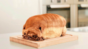 Como Identificar e Agir em Casos de Intoxicação Alimentar em Cães