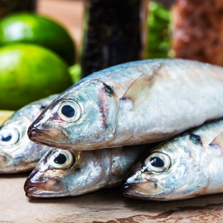 Receitas saudáveis de peixe cozido para seu pet