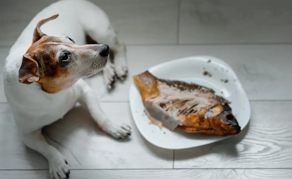 Peixes tóxicos para cães: O que evitar a todo custo
