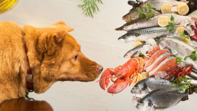 cachorro pode comer peixe