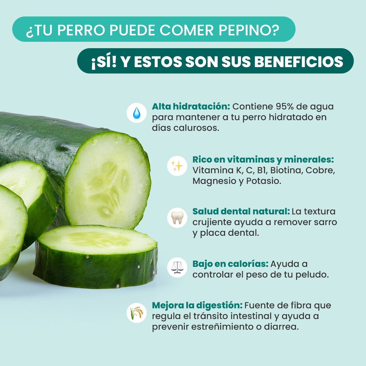 cachorro pode comer pepino