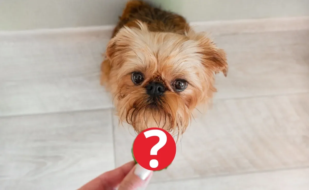 quantas fatias de pepino para cachorro