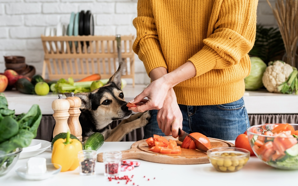beneficios pepino para cachorro