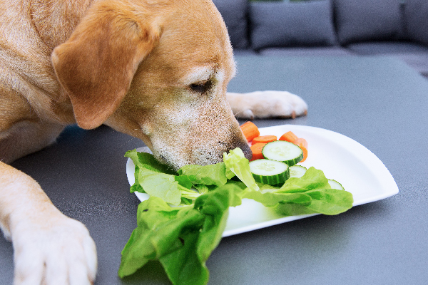 cachorro pode comer semente de pepino