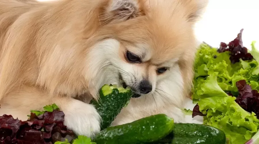 cachorro pode comer pepino