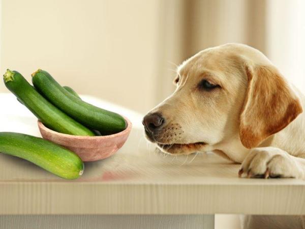 quantas fatias de pepino para cachorro