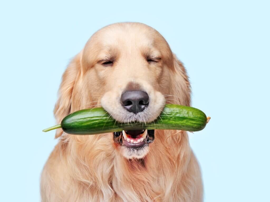 cachorro pode comer pepino