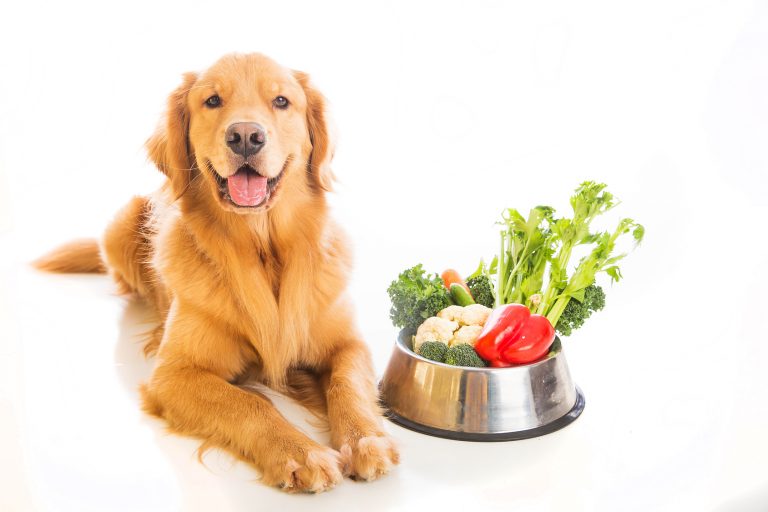 beneficios pepino para cachorro