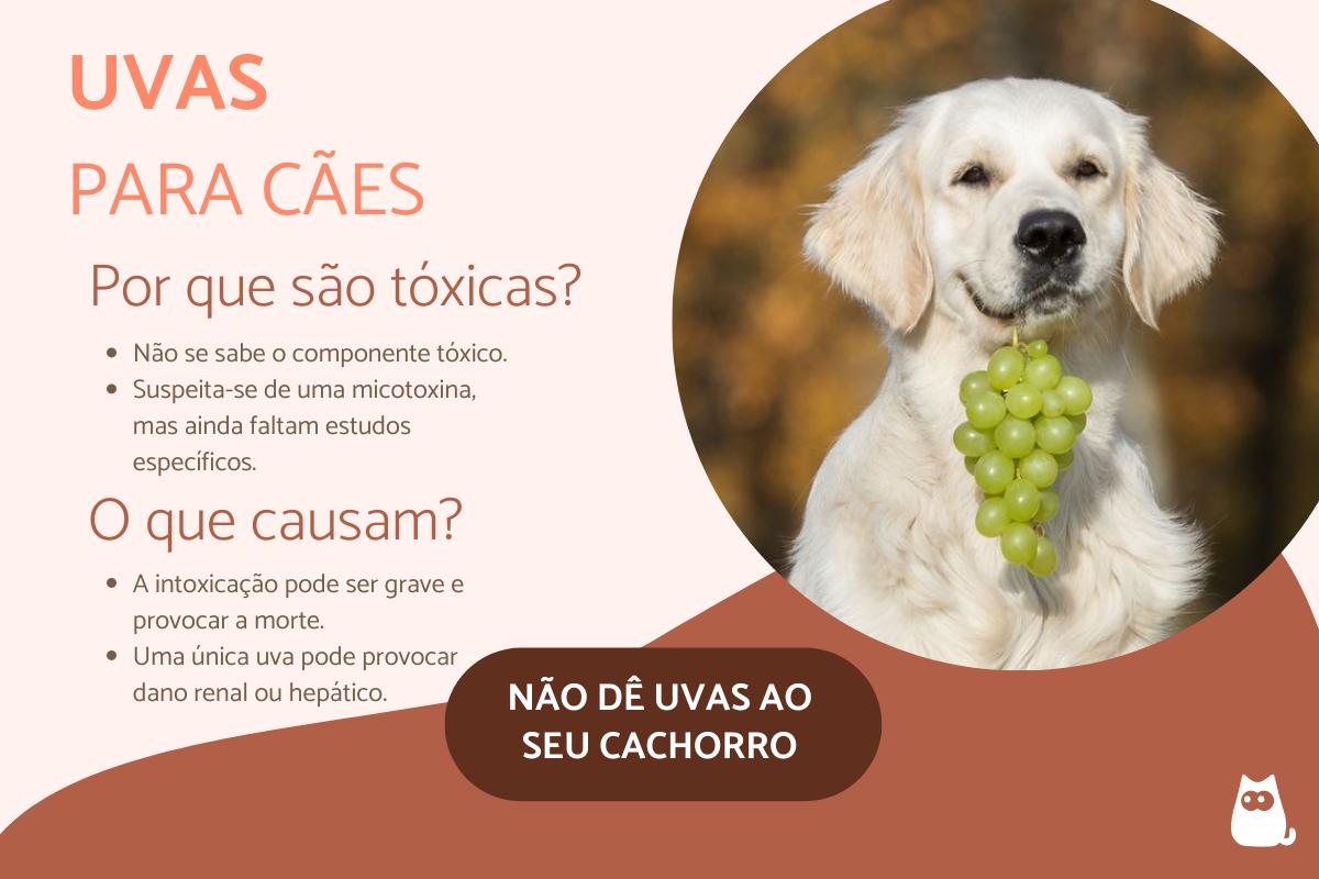cachorro pode comer uva