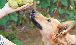 uva é tóxica para cachorro