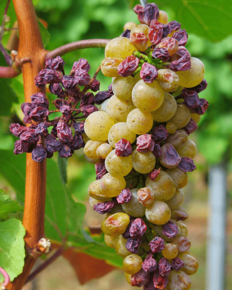 remédio para cachorro que comeu uva