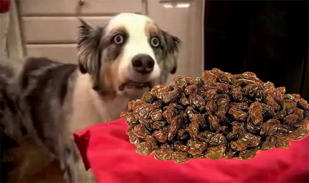 prevenir intoxicação por uva em cães