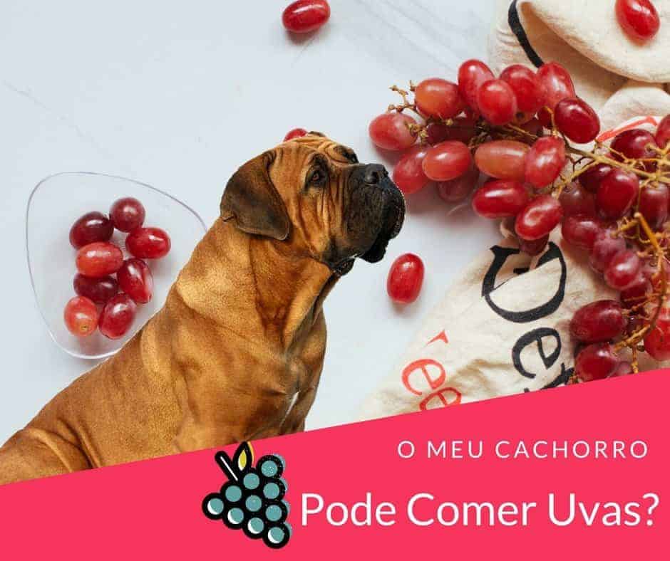 remédio para cachorro que comeu uva